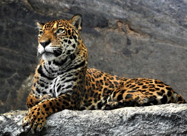 leopard lying on the rocks, Thailand